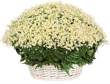 Цветочная композиция из Ромашки в корзине #REPLACE_PRED# Чуфарово